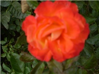 9888b7c7-Picture 538.jpg